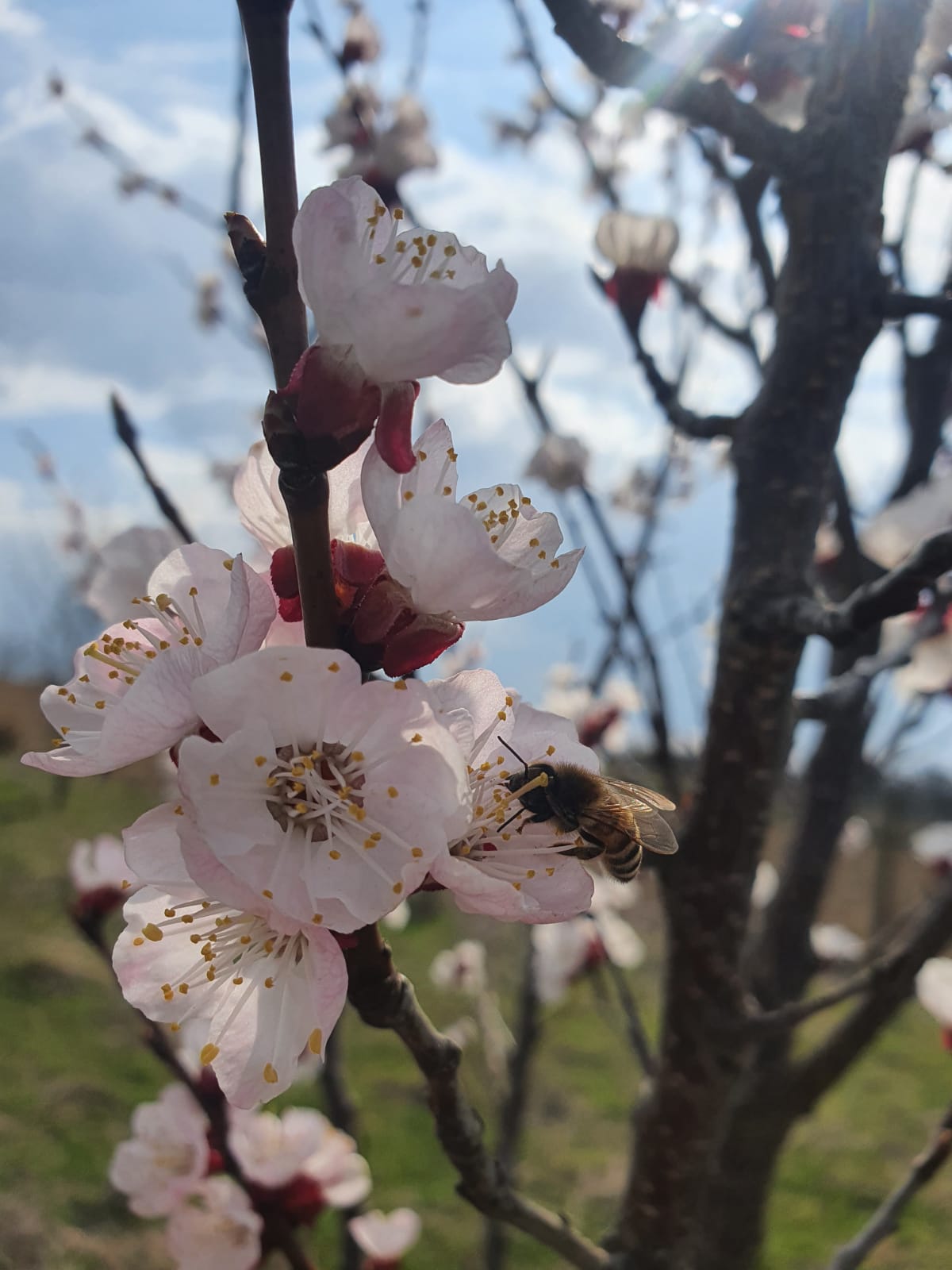 Gyümölcsfa virágzása méhekkel tavasszal