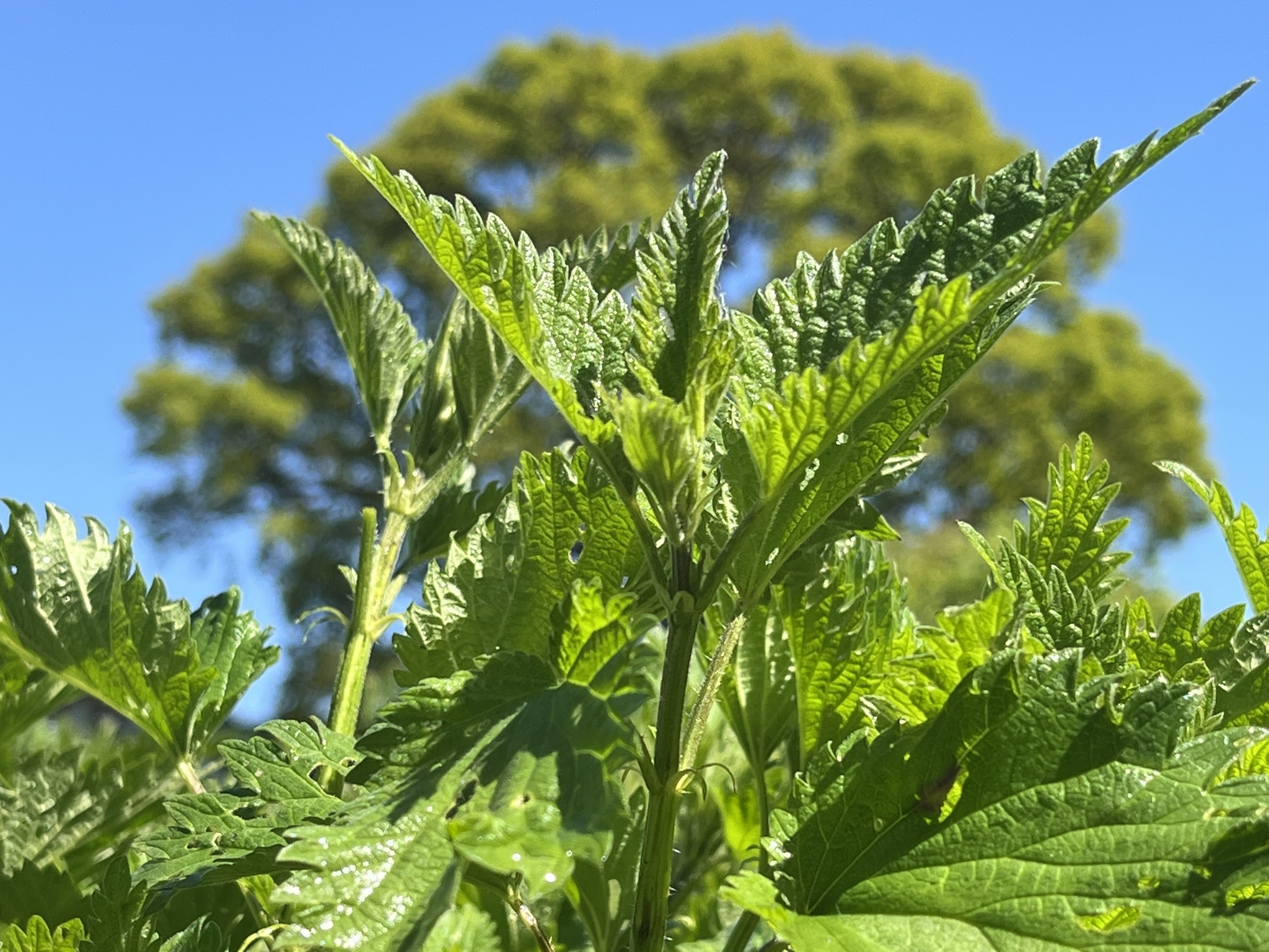 Vad csalán Nak-ból – tiszta és élő